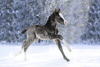 Welsh foal