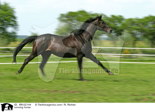 Pferd im Galopp / running horse / RR-02144