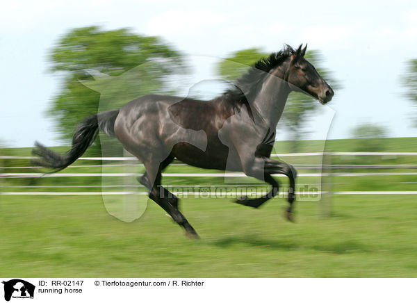 Pferd im Galopp / running horse / RR-02147