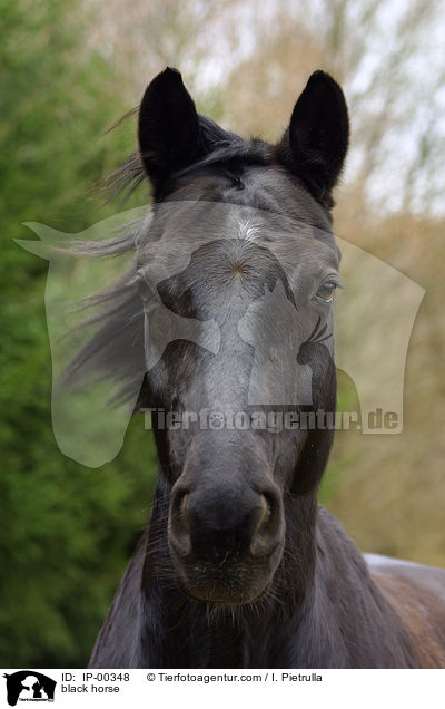black horse / IP-00348