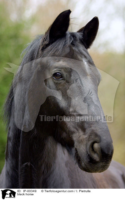 black horse / IP-00349