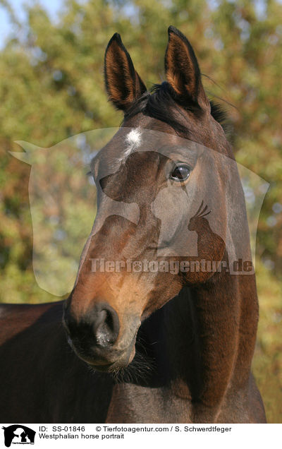 Westphalian horse portrait / SS-01846
