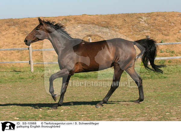 galloping English thoroughbred / SS-10988