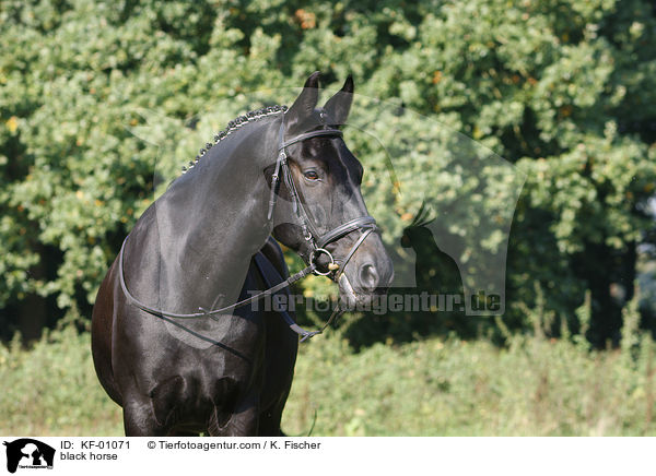 schwarzes Pferd / black horse / KF-01071