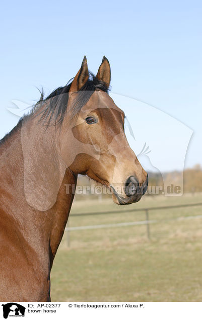 brauner Westfale / brown horse / AP-02377