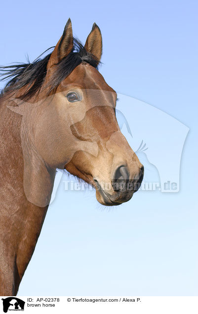 brauner Westfale / brown horse / AP-02378