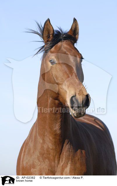 brauner Westfale / brown horse / AP-02382