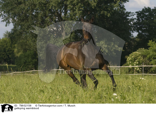 galloping warmblood / TM-02158