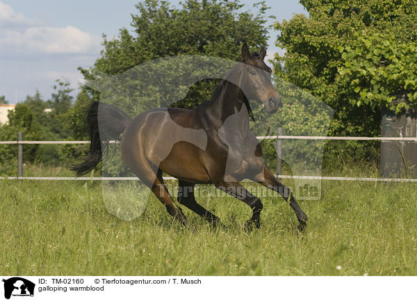 galloping warmblood / TM-02160