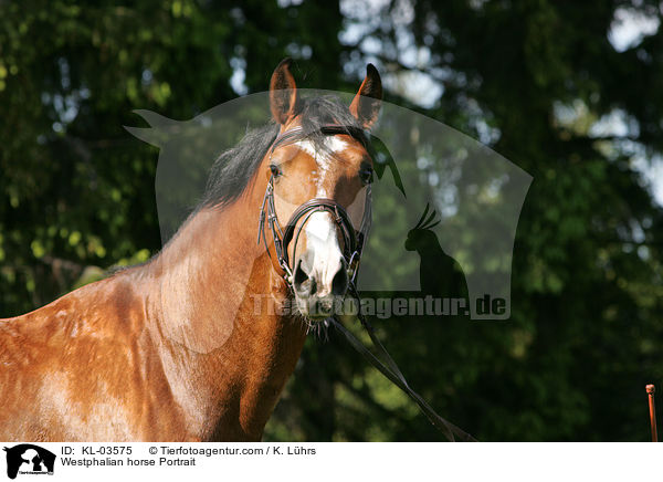 Westphalian horse Portrait / KL-03575