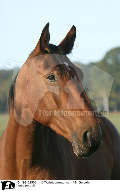 horse portrait / SG-02509