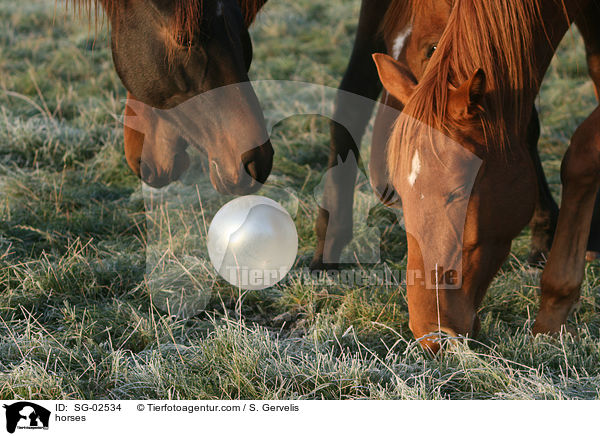 horses / SG-02534