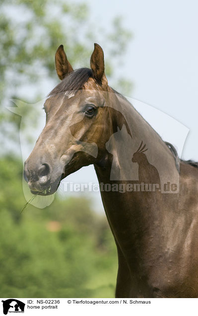 horse portrait / NS-02236
