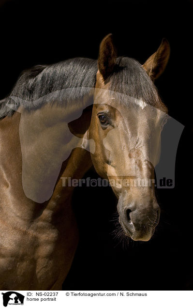 horse portrait / NS-02237