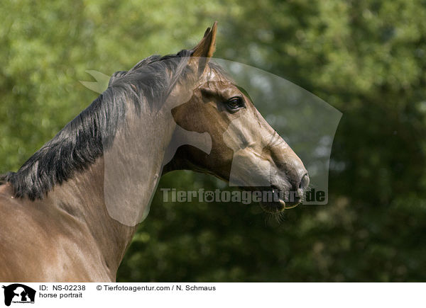 horse portrait / NS-02238