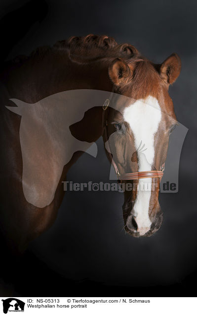 Westphalian horse portrait / NS-05313
