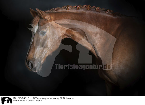Westphalian horse portrait / NS-05318