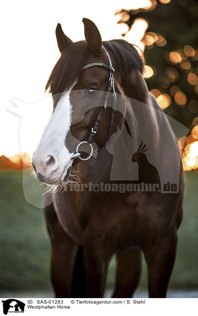 Westphalian Horse / SAS-01283