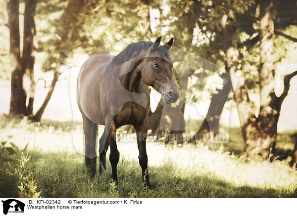 Westphalian horse mare / KFI-02342