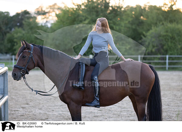 Westphalian horse / BK-02680