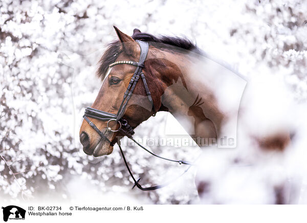 Westphalian horse / BK-02734