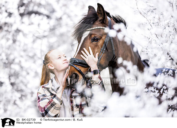 Westphalian horse / BK-02739