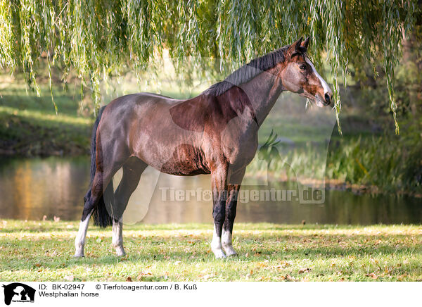 Westphalian horse / BK-02947