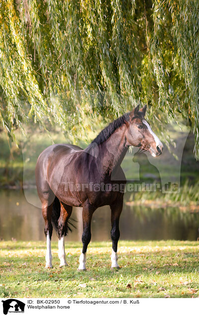Westphalian horse / BK-02950