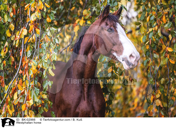 Westphalian horse / BK-02966