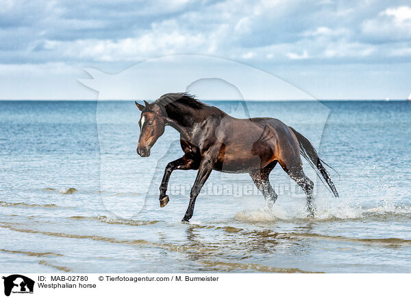 Westphalian horse / MAB-02780