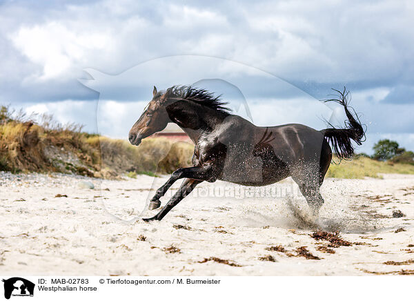 Westphalian horse / MAB-02783