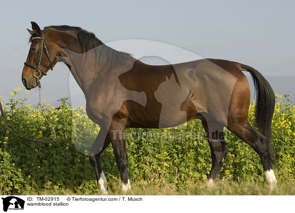 Wrttemberger Hengst / warmblood stallion / TM-02915