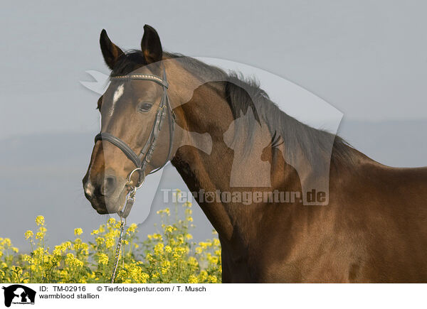 Wrttemberger Hengst / warmblood stallion / TM-02916