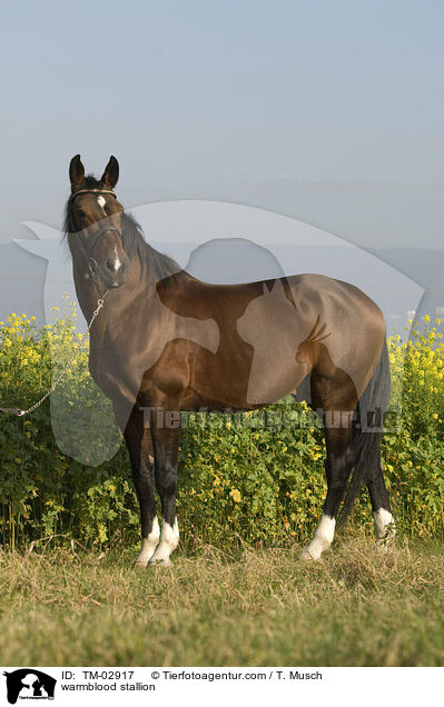 Wrttemberger Hengst / warmblood stallion / TM-02917