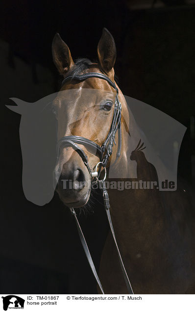 horse portrait / TM-01867
