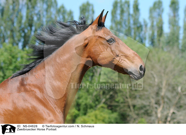 Zweibruecker Horse Portrait / NS-04628