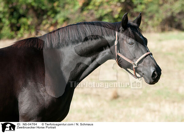 Zweibruecker Horse Portrait / NS-04764
