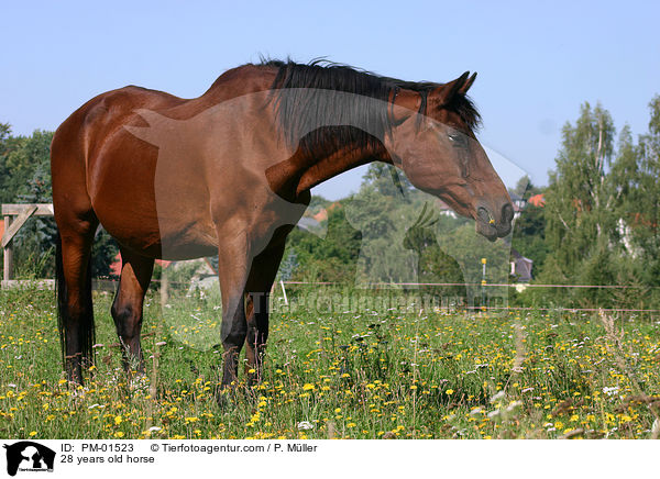 28 years old horse / PM-01523