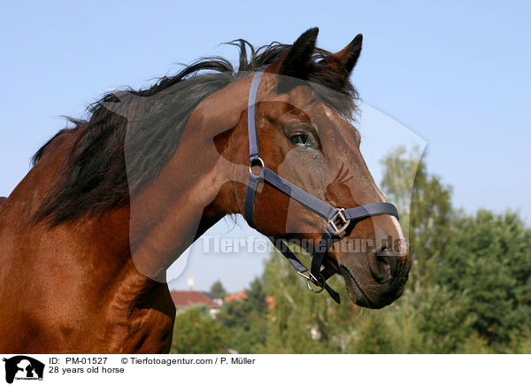 28 years old horse / PM-01527
