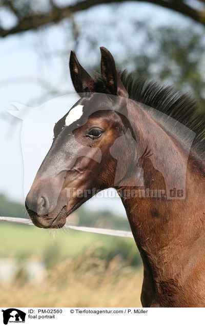 foal portrait / PM-02560