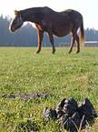 horse dung