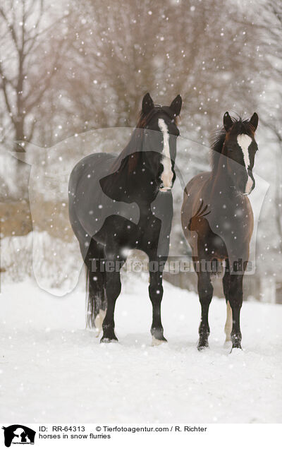 horses in snow flurries / RR-64313