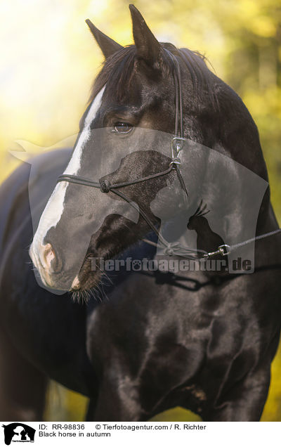 Rappe im Herbst / Black horse in autumn / RR-98836