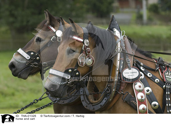 horse and cart / THA-01326