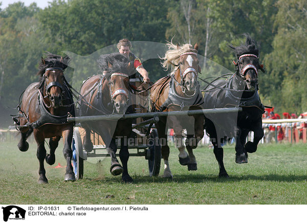 REDAKTIONELL: Wagenrennen / EDITORIAL: chariot race / IP-01631