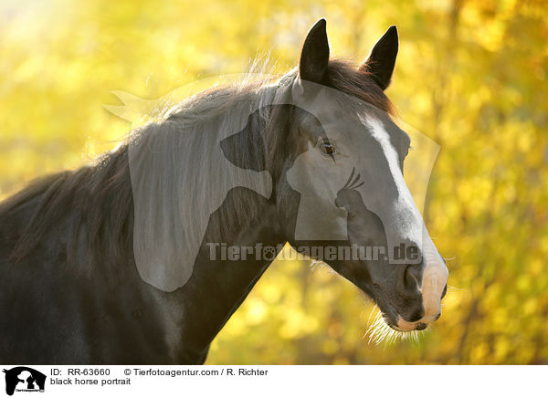 black horse portrait / RR-63660