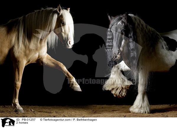 2 Pferde / 2 horses / PB-01257