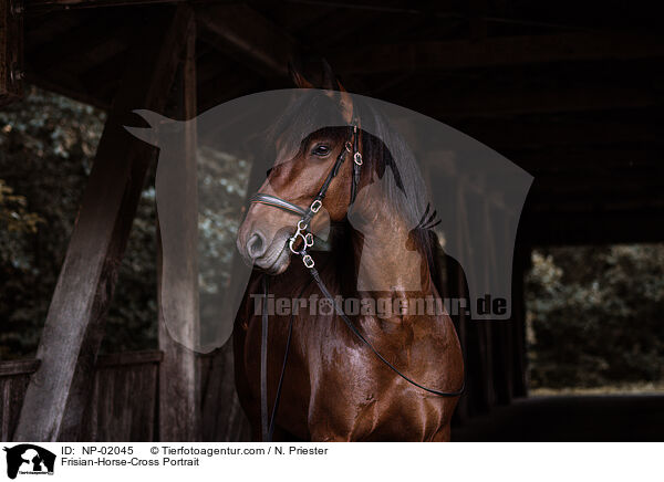 Frisian-Horse-Cross Portrait / NP-02045