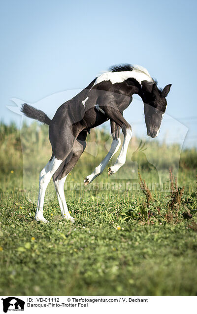 Baroque-Pinto-Trotter Foal / VD-01112