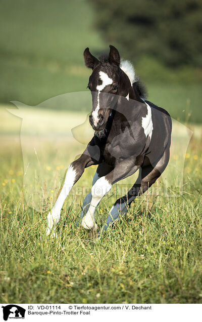 Baroque-Pinto-Trotter Foal / VD-01114